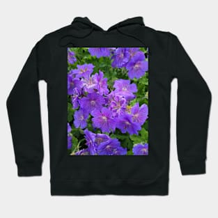 flowers, gift, beautiful, nature, miracle Hoodie